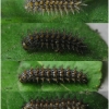 arg niobe larva4 volg